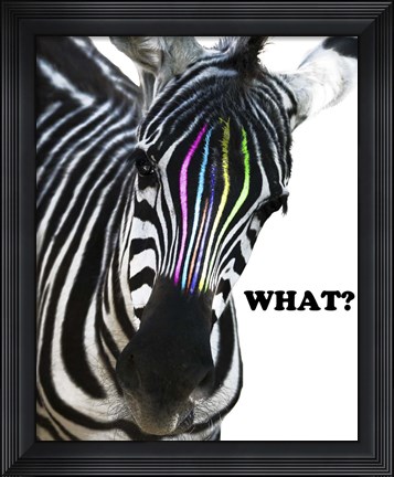 Framed Zebra Colors Print