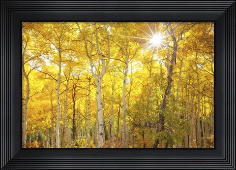 Framed Aspen Morning Print