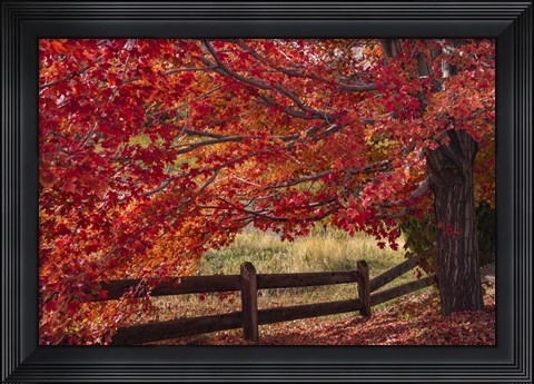 Framed Flames on the Fence Master Print