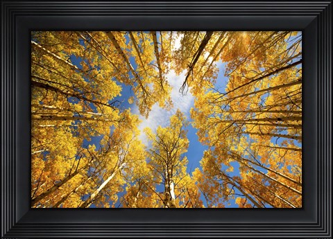 Framed Towering Aspens Print