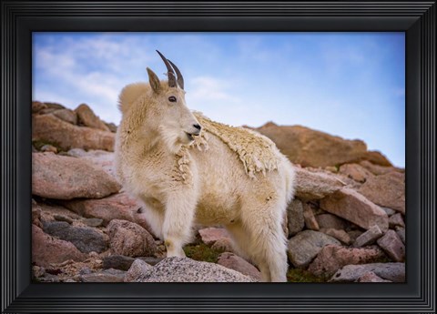 Framed Billy Goat Scruff Print