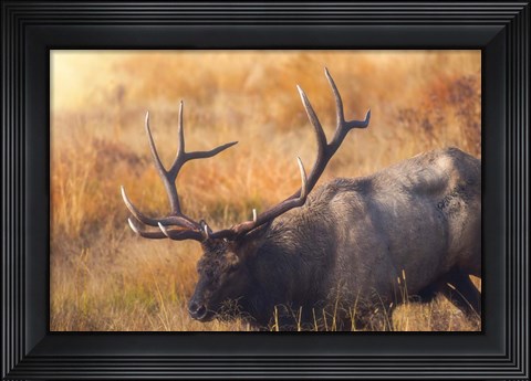 Framed Shooting the Bull Print