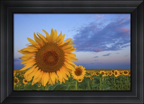 Framed Sunny Side Up Print