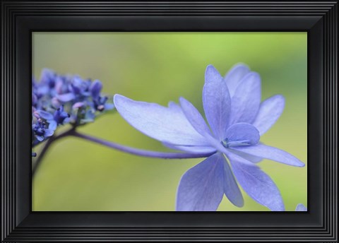 Framed Blue Hydrangea Print