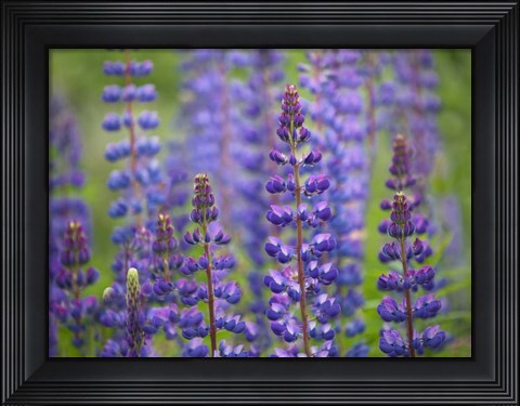 Framed Blue Lupine Flowers Print