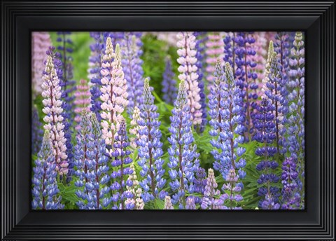 Framed Blue Pink Lupine Field Print