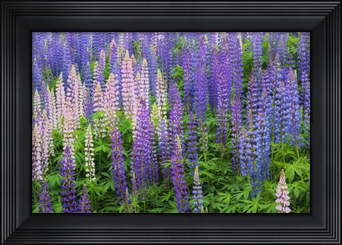 Framed Blue Pink Lupine Flower Field Print
