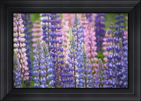 Framed Blue Pink Lupine Flowers Print