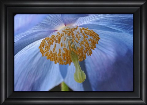 Framed Blue Poppy Print
