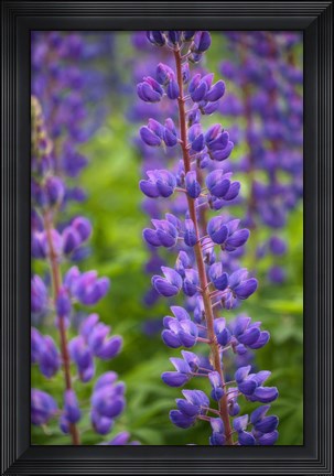 Framed Blue Violet Lupine Flower Print