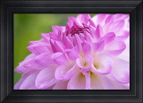 Framed Cerise Pink Dahlia Print
