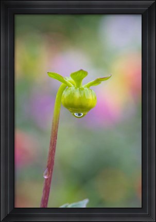 Framed Dahlia Bud Print