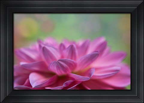 Framed Dahlia Petals Print
