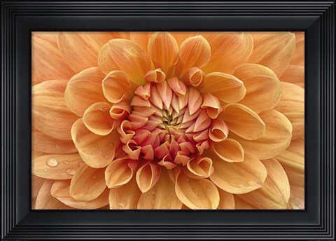 Framed Orange Dahlia Print