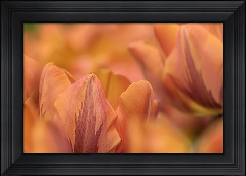 Framed Orange Tulips Print