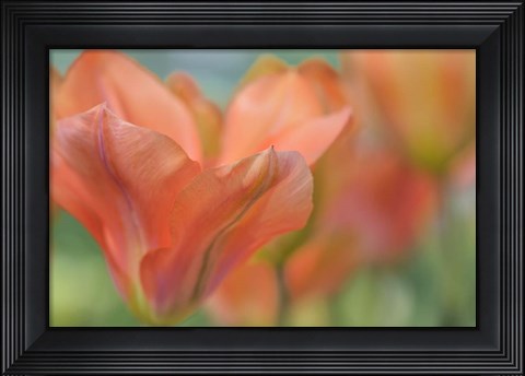 Framed Orange Wings Tuilps Print