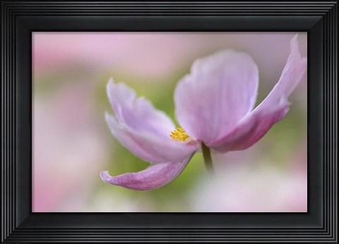 Framed Pink Anemone Print