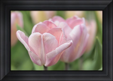 Framed Pink Tulip Baronesse Print