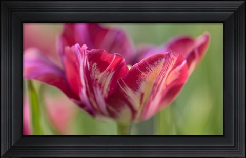 Framed Rembrandt Inner Wheel Tulip Print