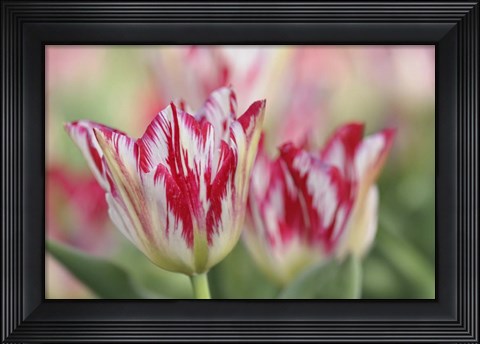 Framed Rembrandt Silver Standard Tulip Print