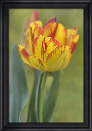 Framed Rembrandt Tulip Print