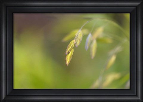 Framed Sea Oats Grass Print