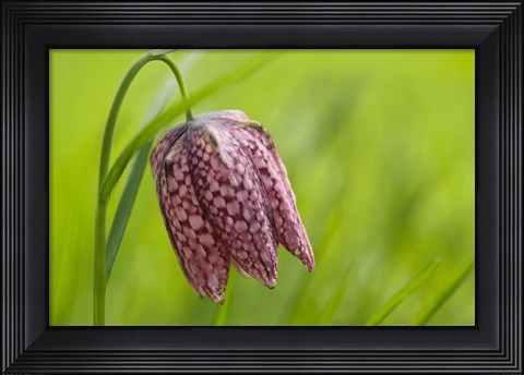 Framed Snake&#39;s Head Fritillary Flower Print