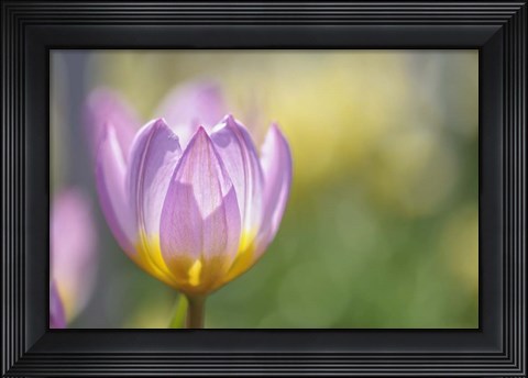 Framed Tulip Lilac Wonder Print