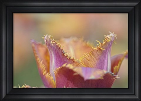 Framed Tulip Crispa Print