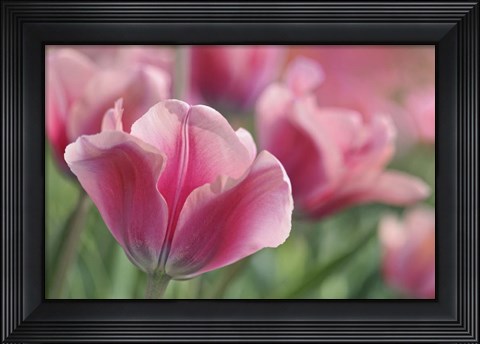 Framed Tulip Mirella Pink Print