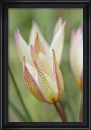 Framed Tulip Primulina Print