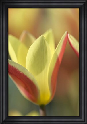 Framed Tulip Tinka Print