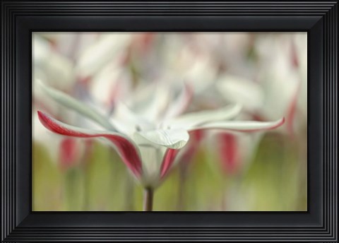 Framed Tulipa Clusiana Cashmeriana Print