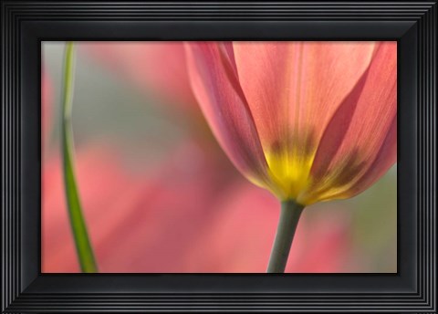 Framed Tulipa Planifolia Print