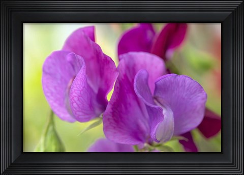 Framed Two Sweet Pea Flowers Print