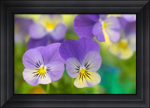 Framed Violets Print