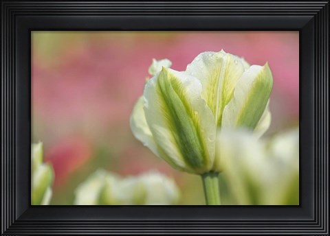Framed White and Green Tulip Print