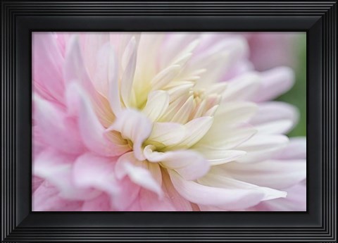 Framed White and Pink Dahlia Print