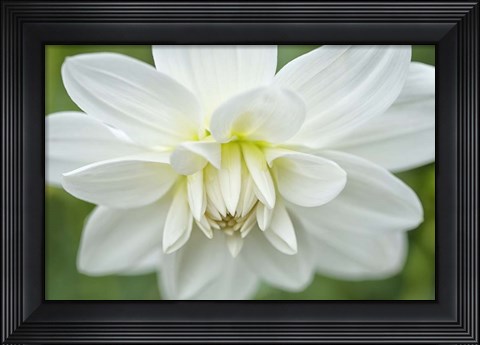 Framed White Dahlia Print
