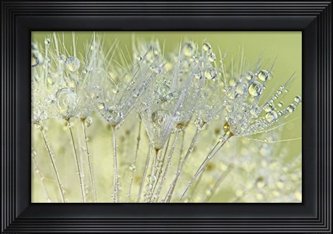 Framed Dandelion Dew I Print