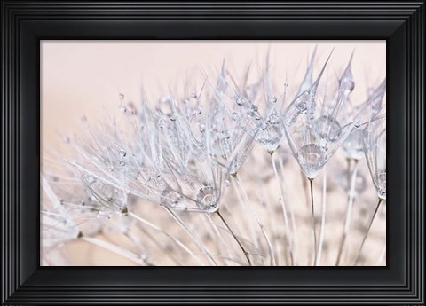 Framed Dandelion Dew II Print