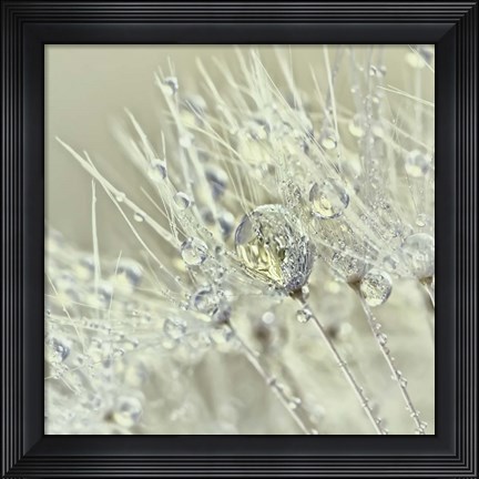 Framed Dandelion Dew III Print