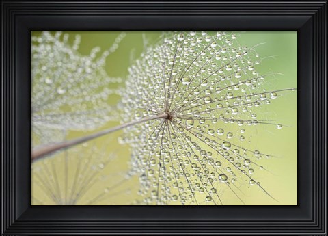 Framed Dewy Dandelion Print