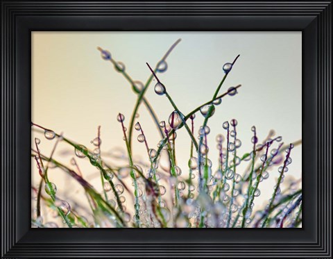 Framed Dewy Grass Print