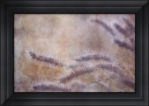 Framed Dew Fox Tail Grass Print