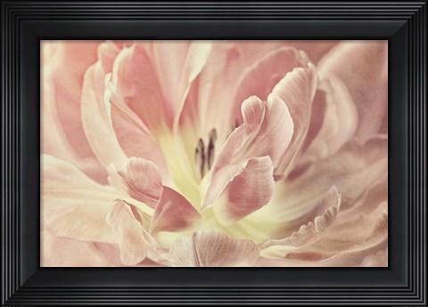 Framed Vintage Tulip Print