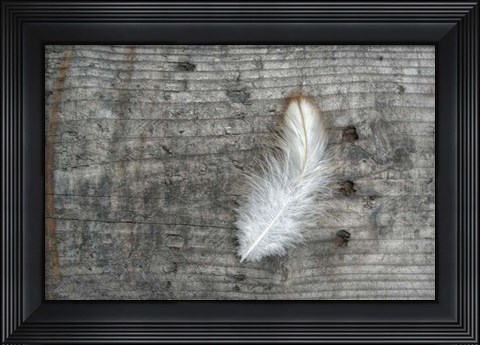 Framed Feather on Rough Wood Print