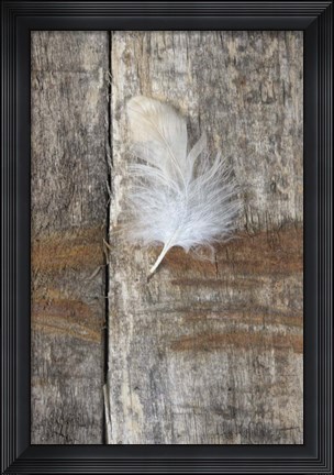 Framed Feather on Wood I Print