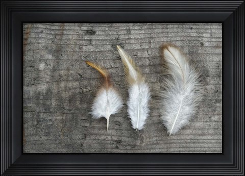 Framed Three Feathers on Wood Print