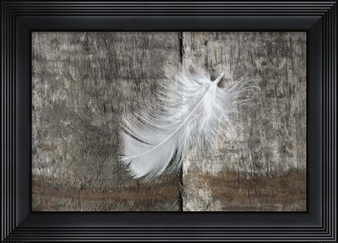 Framed Whilte Feather on Rough Wood Print